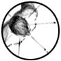 Embriología y Anatomía Descriptiva